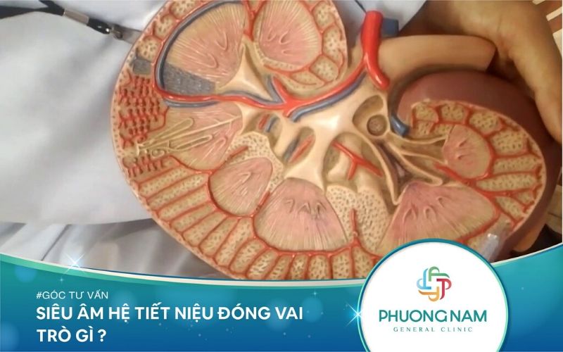 Siêu Âm Hệ Tiết Niệu Đóng Vai Trò Gì Với Sức Khỏe?