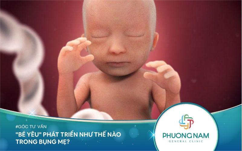 “Bé Yêu” Của Bạn Phát Triển Như Thế Nào Trong Bụng Mẹ?