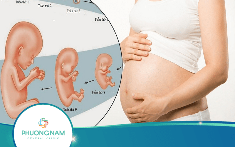Bảng Cân Nặng Chuẩn Của Thai Nhi Việt Nam Theo Tuần