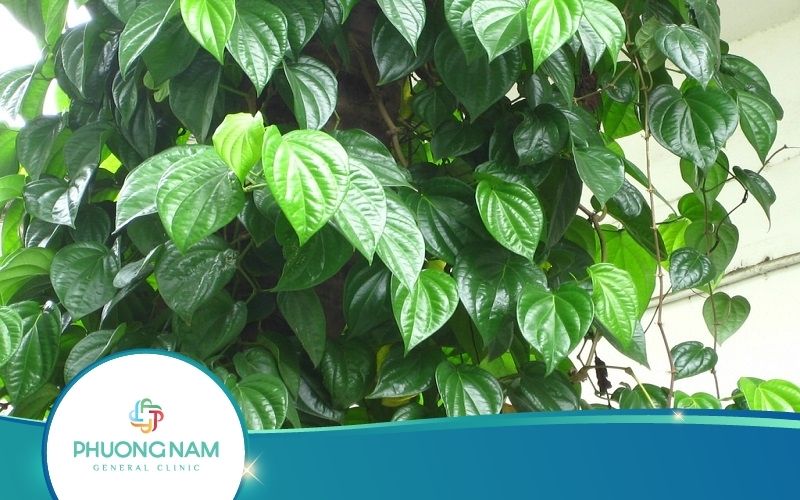 Top 5 Cách Hơ Mặt Bằng Lá Trầu Cho Mẹ Sau Sinh