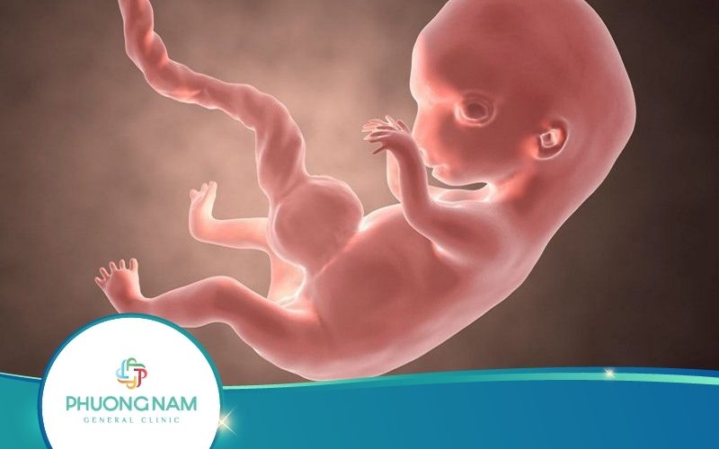 [Phải Biết] Thai Nhi Lấy Dinh Dưỡng Từ Mẹ Như Thế Nào?