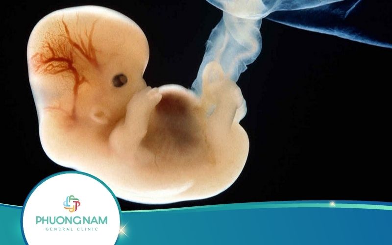 Thai 5 Tuần Tuổi Phát Triển Ra Sao? Và Lời Khuyên Từ Bác Sĩ