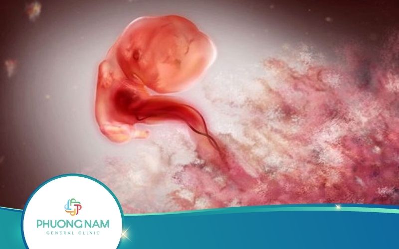 Thai Nhi 2 Tuần Tuổi Phát Triển Thế Nào? Mẹ Thay Đổi Ra Sao?