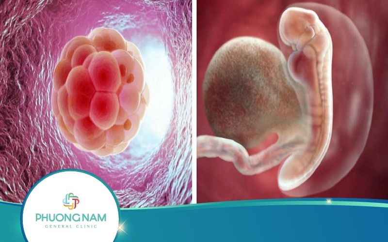 Khi Thai Nhi 3 Tuần Tuổi Cơ Thể Mẹ Thay Đổi Như Thế Nào?