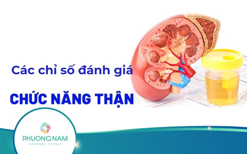 [Giải Đáp] Có Các Chỉ Số Đánh Giá Chức Năng Thận Nào?