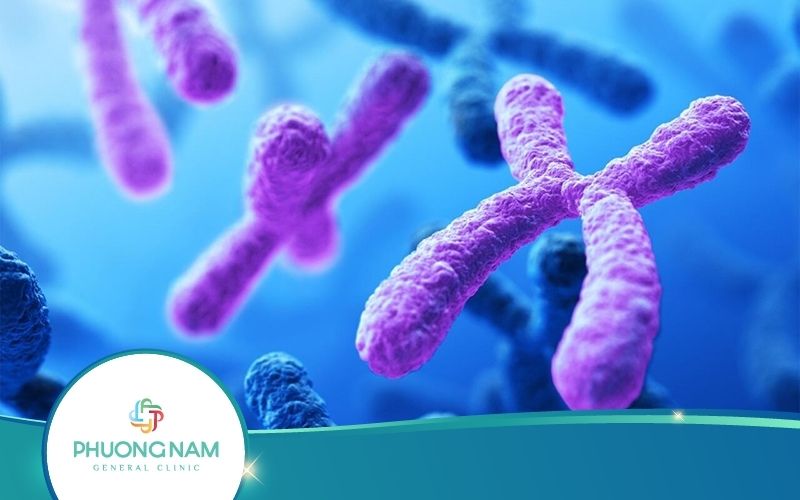 Xét Nghiệm Nhiễm Sắc Thể Đồ Trong Sinh Sản