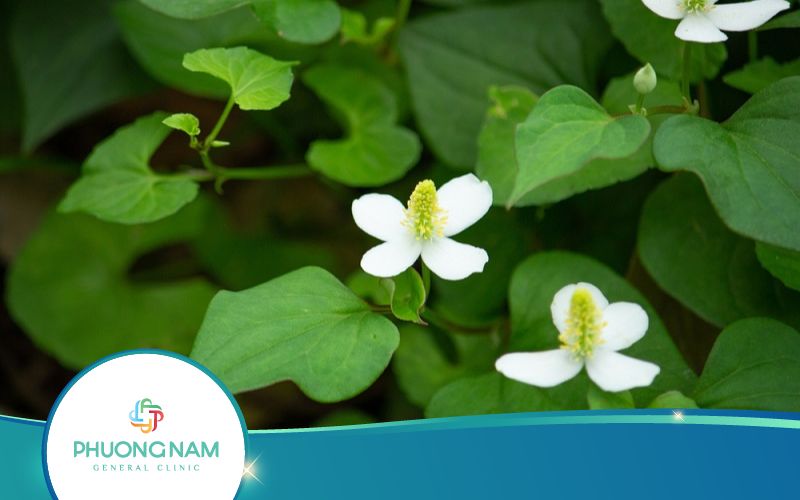 Ăn Rau Diếp Cá Hàng Ngày Có Tốt Không? Vì Sao?