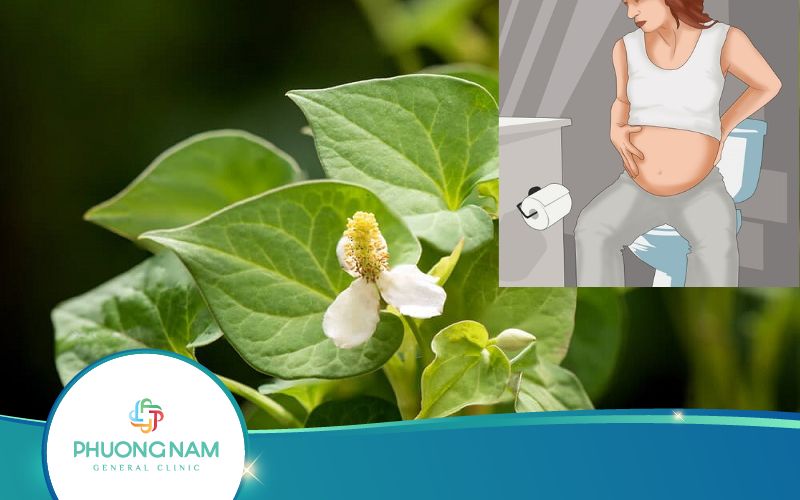 Chữa Bệnh Trĩ Cho Bà Bầu Bằng Lá Diếp Cá Thế Nào Hiệu Quả?