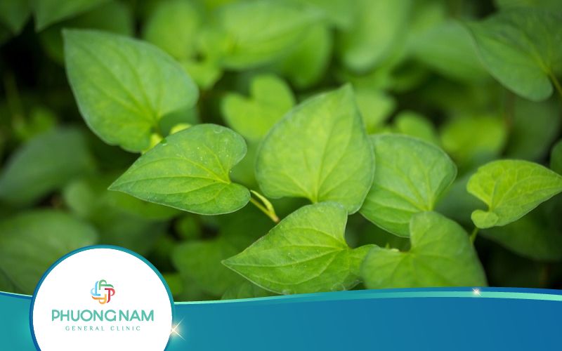 Rau Diếp Cá Có Tốt Cho Gan Không? Vì Sao?