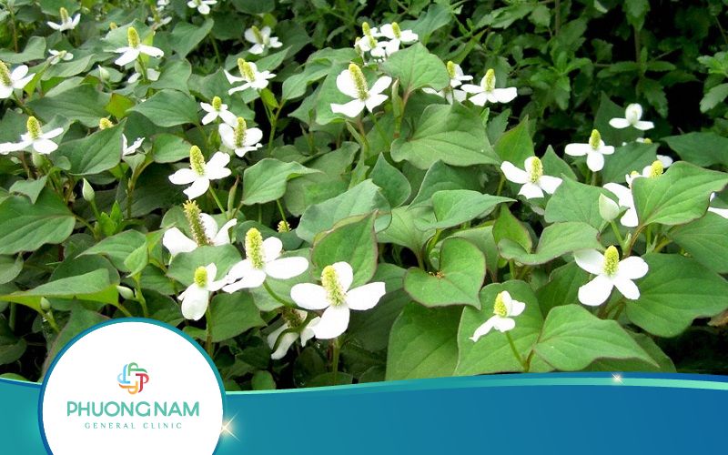 Thành Phần Dinh Dưỡng Của Rau Diếp Cá Như Thế Nào?