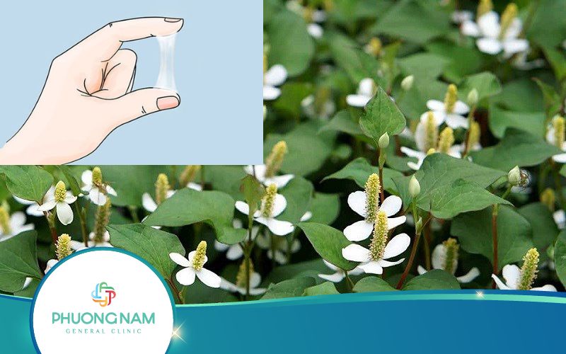 Trị Huyết Trắng Bằng Rau Diếp Cá Như Thế Nào Hiệu Quả?