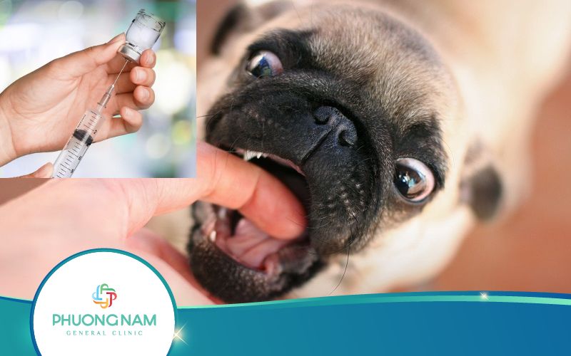 Bị Chó Cắn 7 Ngày Thì Tiêm Phòng Có Còn Hiệu Quả Không?