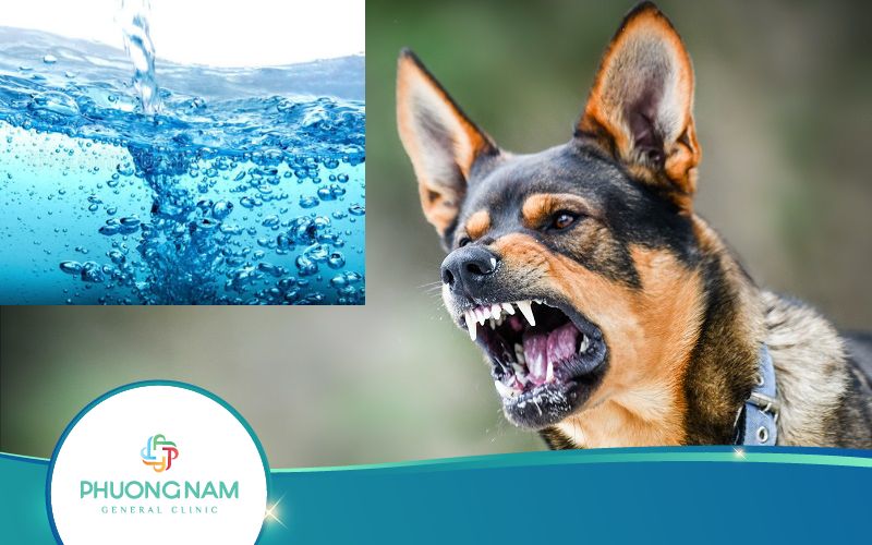 [Giải Đáp] Tại Sao Bệnh Dại Lại Sợ Nước?