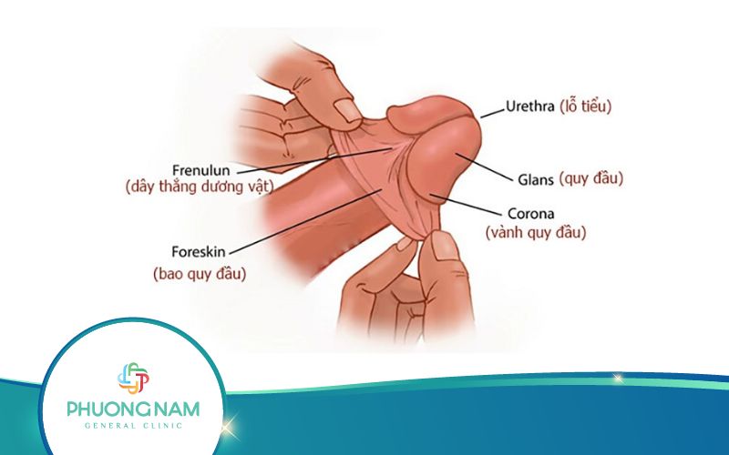 Tự Lột Bao Quy Đầu Có Sao Không? Làm Thế Nào Cho Đúng?