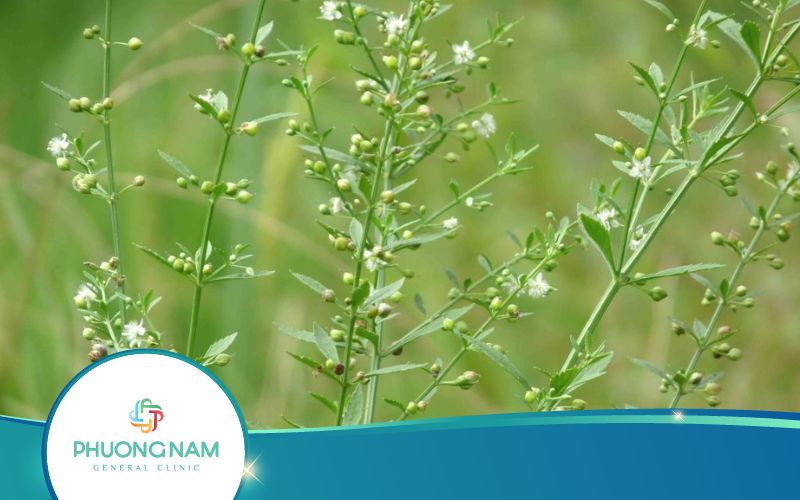 [Hỏi Đáp] Cam Thảo Đất Có Tác Dụng Gì?
