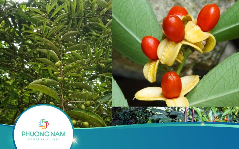 Công Dụng Của Cây Xạ Đen Như Thế Nào?
