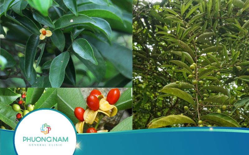 Những Ai Không Nên Uống Xạ Đen? Xem Ngay Sẽ Rõ!