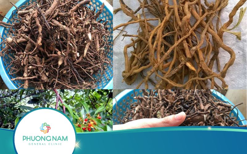 Cách Dùng Rễ Cây Xạ Đen Như Thế Nào Hiệu Quả?