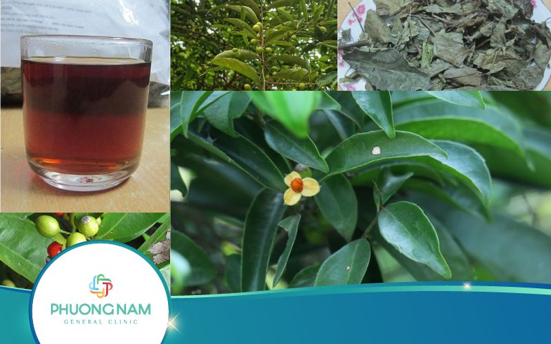 Uống Cây Xạ Đen Cần Kiêng Những Gì? Xem Ngay Sẽ Rõ!