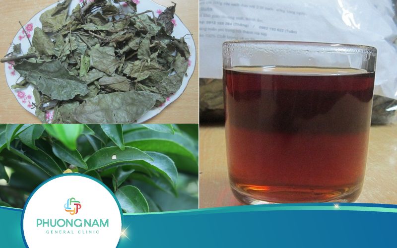 Uống Lá Xạ Đen Tươi Hay Khô Thì Tốt? Vì Sao?