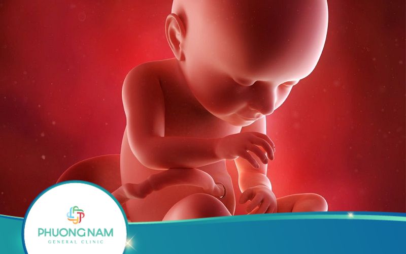 Có Nên Siêu Âm 4D Thai 27 Tuần Hay Không?