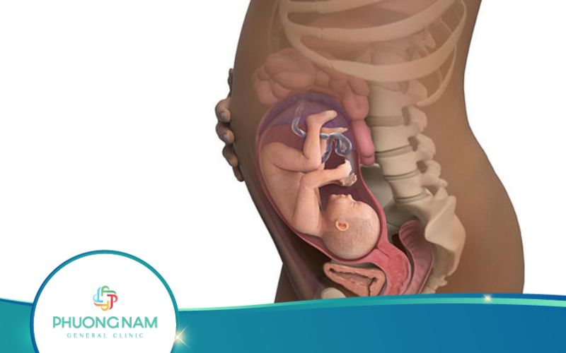 Thai 29 Tuần Phát Triển Như Thế Nào?