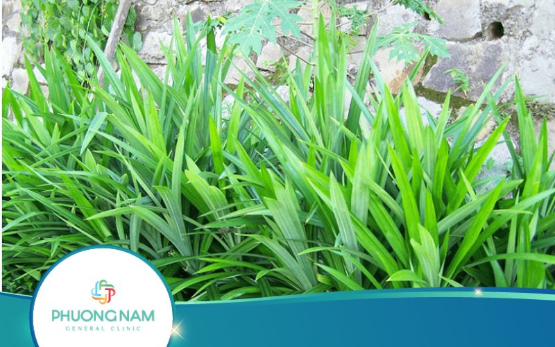 Uống Nước Lá Dứa Có Giảm Cân Không?