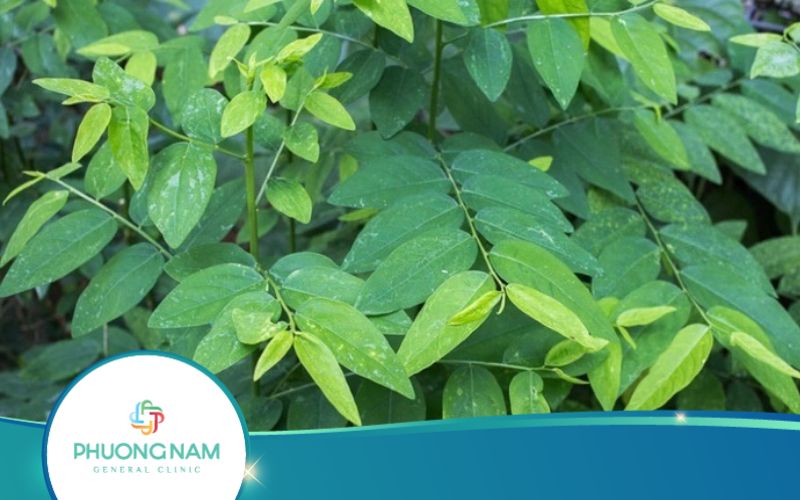 Cách Uống Nước Rau Ngót Sống Giảm Cân Cho Vóc Dáng Lý Tưởng