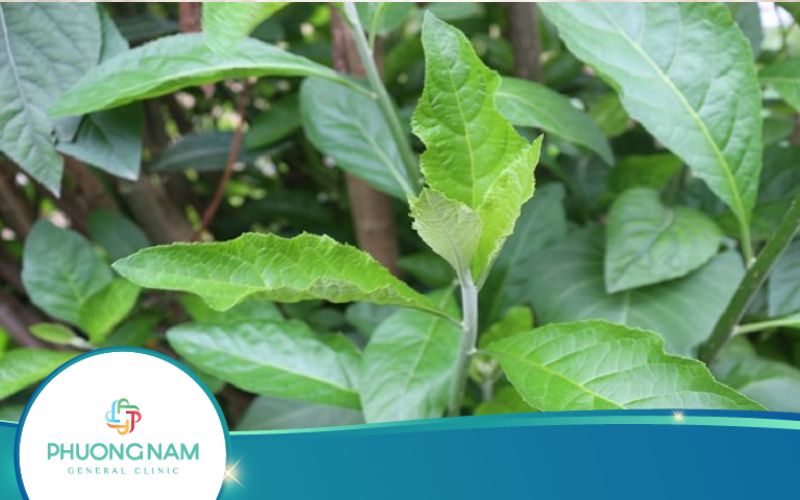 Uống Lá Mật Gấu Có Giảm Cân Không?