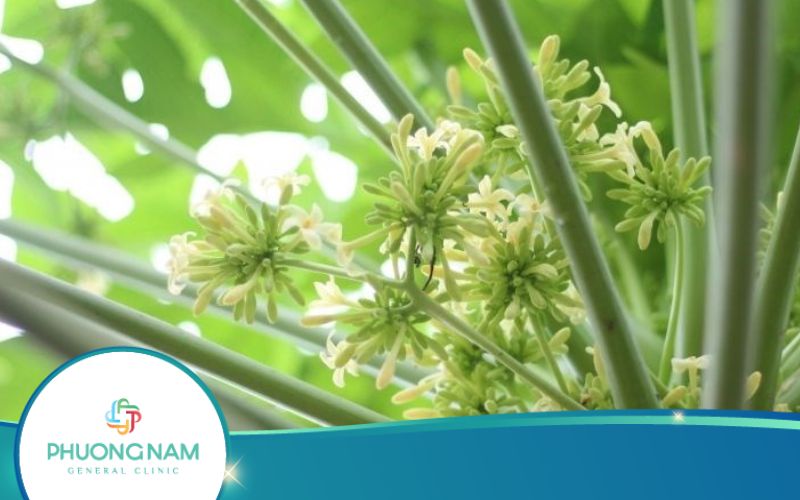 Uống Nước Hoa Đu Đủ Đực Có Giảm Cân Không?