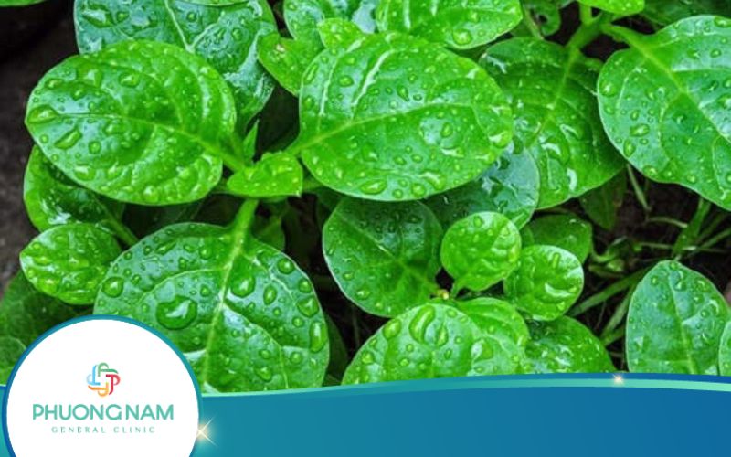 Rau Mồng Tơi Bao Nhiêu Calo? Ăn Mồng Tơi Có Béo Không?