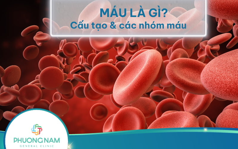 Máu là gì? Máu gồm những thành phần nào?