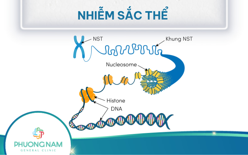 Nhiễm sắc thể: Khái niệm, số lượng, cấu trúc, vai trò và các bệnh bất thường NST