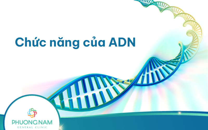 Chức năng của ADN là gì? Ứng dụng của ADN trong cuộc sống