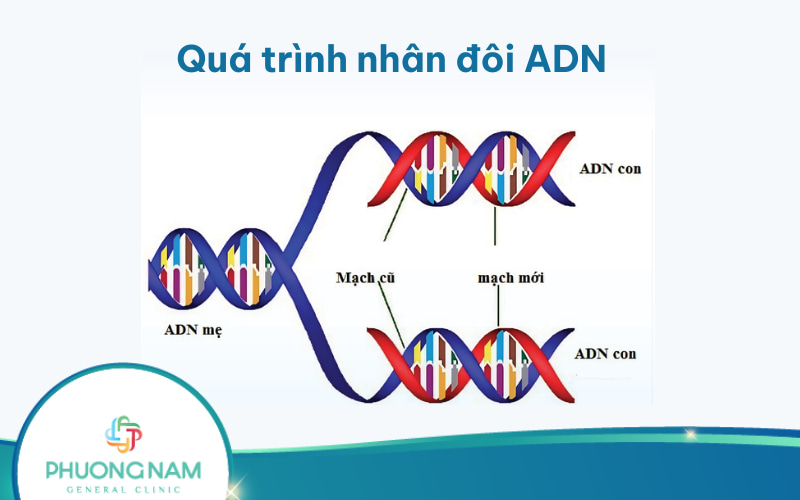 Quá trình nhân đôi ADN diễn ra như thế nào và ở đâu?