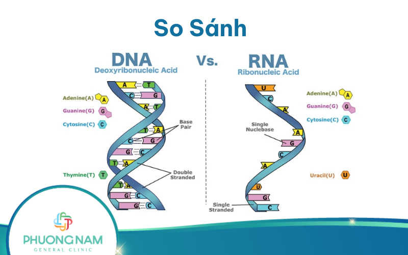 So Sánh ADN và ARN: Điểm giống và khác nhau