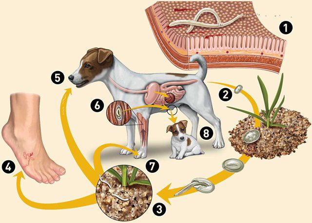 Giun đũa chó mèo: Bệnh nguy hiểm ít ai ngờ đến